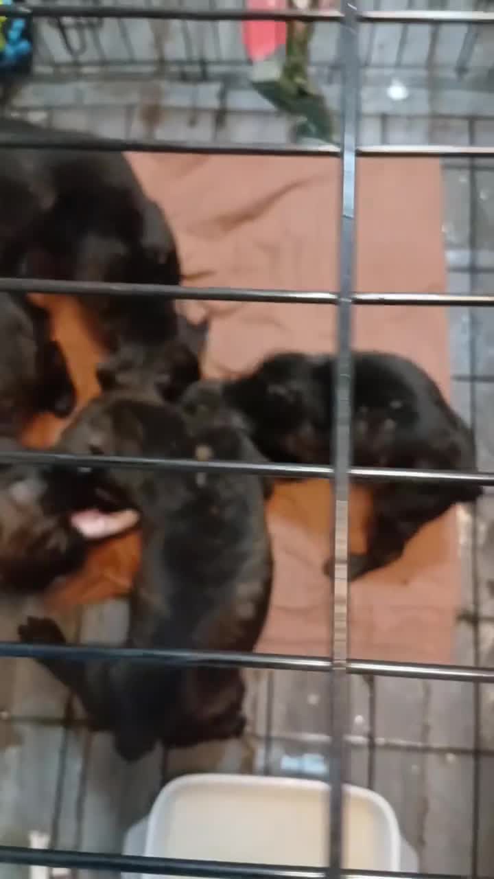 Presa Canario dogs for sale: Presa Canieo Puppies  - Video 1
