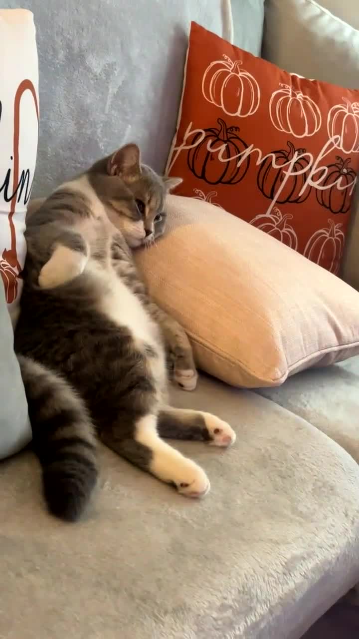 Scottish Fold cats for sale: My beautiful Scottish fold - Video 1