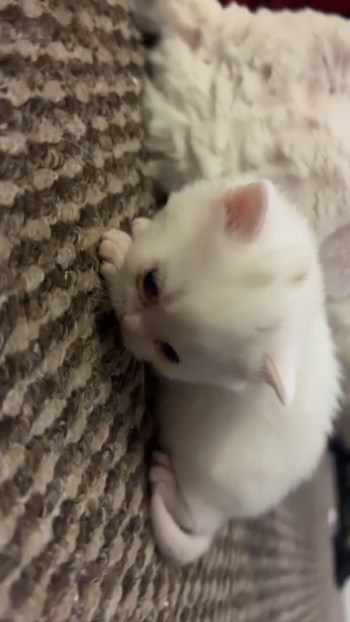 British Shorthair cats for sale: British Short Hair Kittens - Video 3