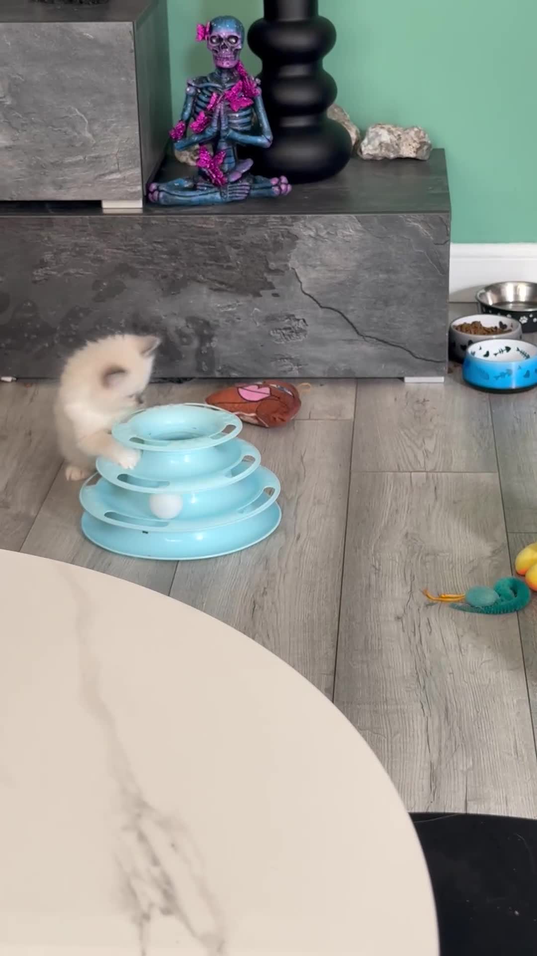 Ragdoll cats for sale: Ragdoll kittens - Video 3