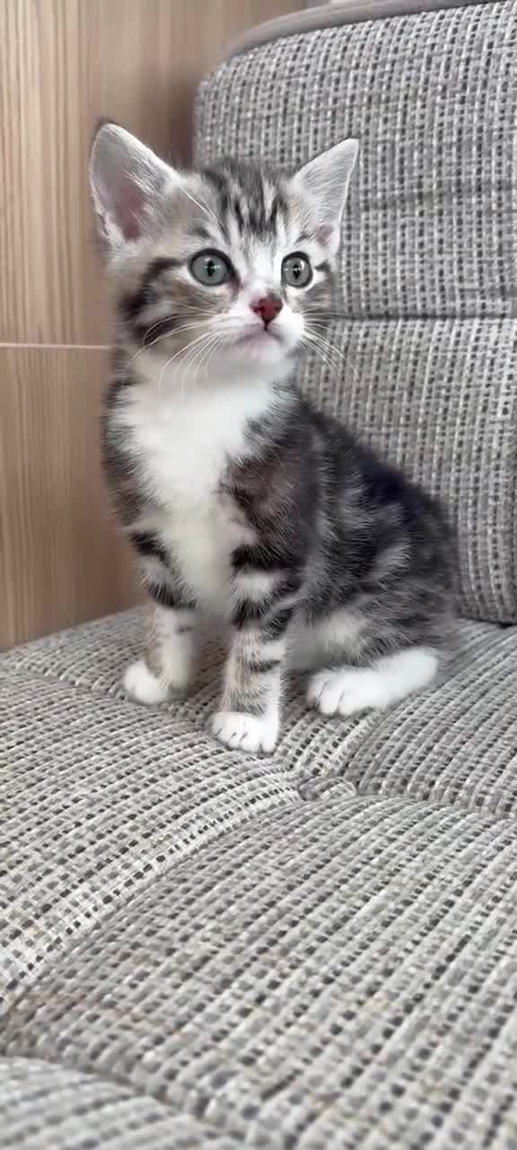 British Shorthair cats for sale: British Shorthair kittens. - Video 1