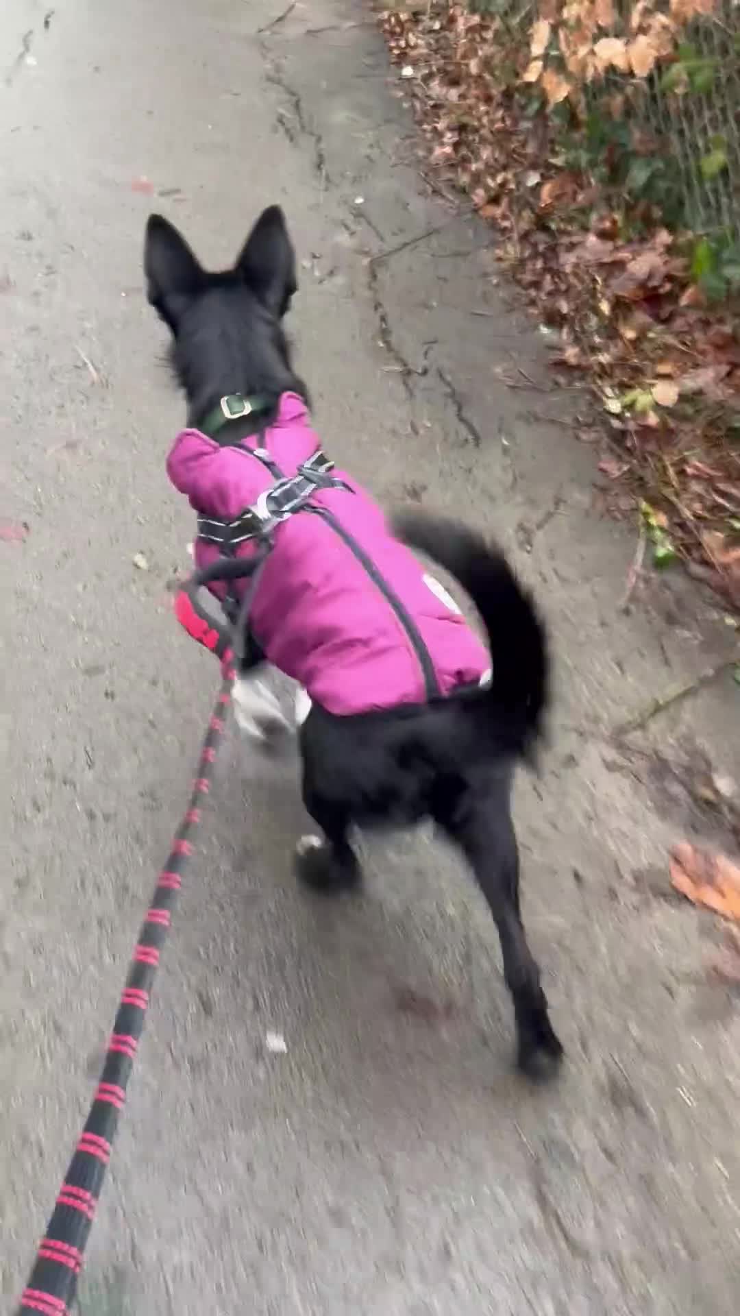 Mixed Breed dogs for sale: border collie Patterdale  - Video 1