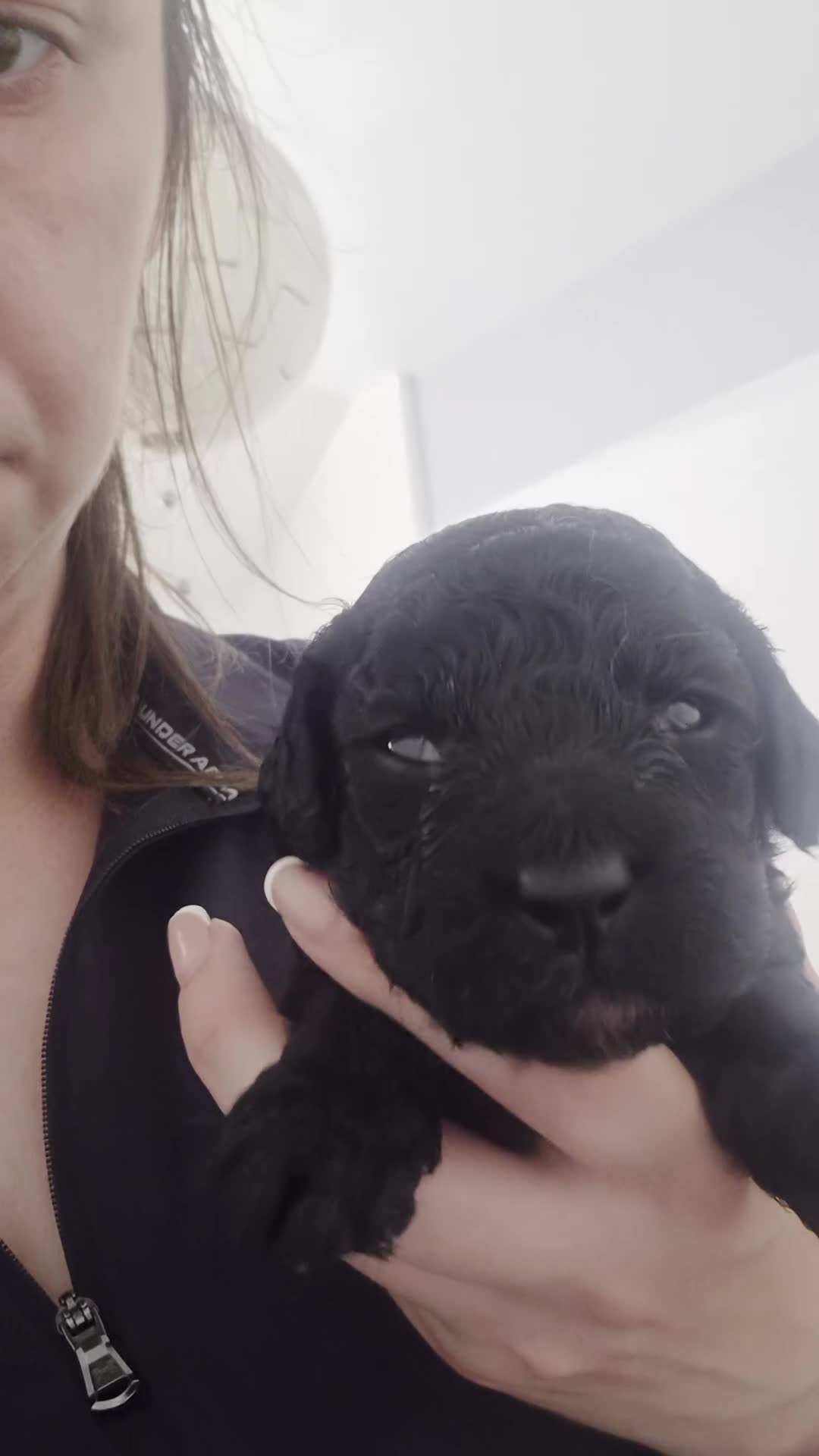 Cockapoo dogs for sale: 2 boy cockapoos left - Video 1