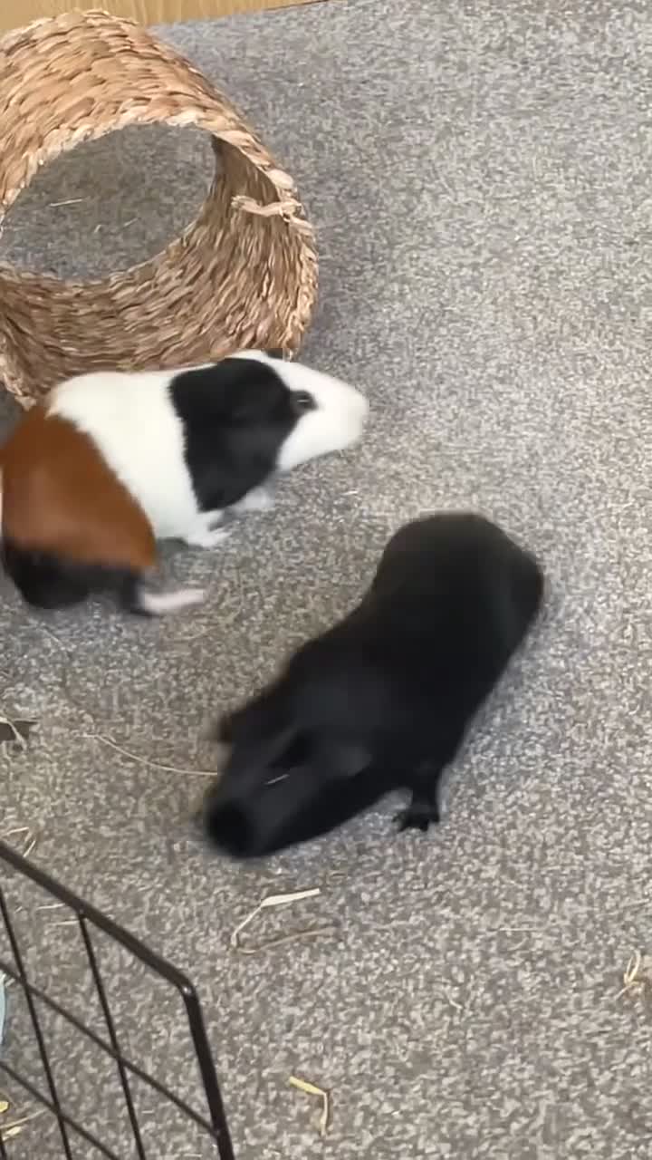 Guinea Pig rodents for sale: Two brother guinea pigs  - Video 1