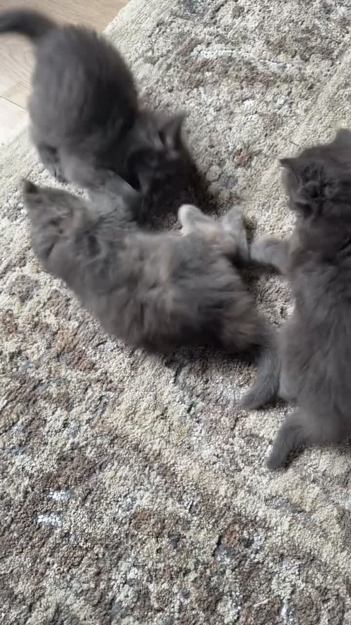 Maine Coon cats for sale: Female Dilute Tortie Maine Coon Cross - Video 5