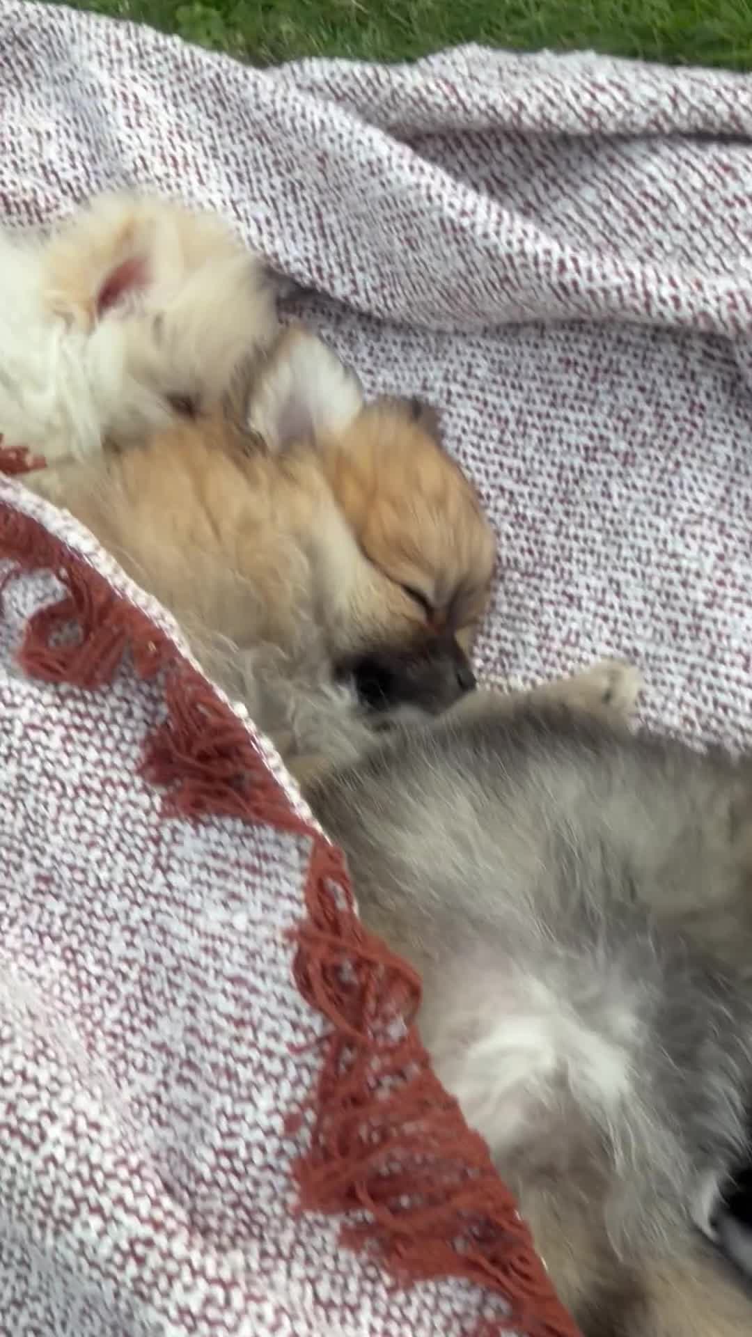 Pomeranian dogs for sale: Beautiful Pomeranian Puppies  - Video 2