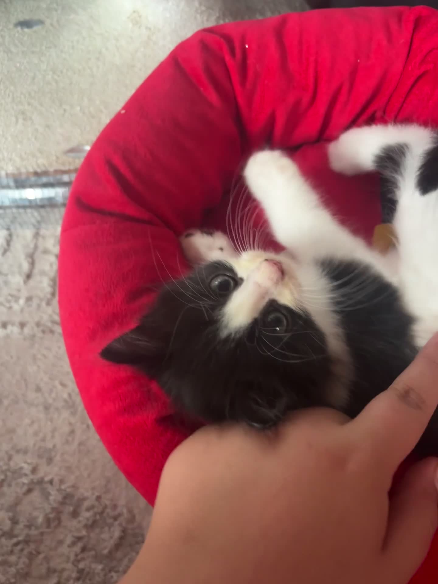 Ragdoll cats for sale: 3 beautiful ragdoll kittens available  - Video 1