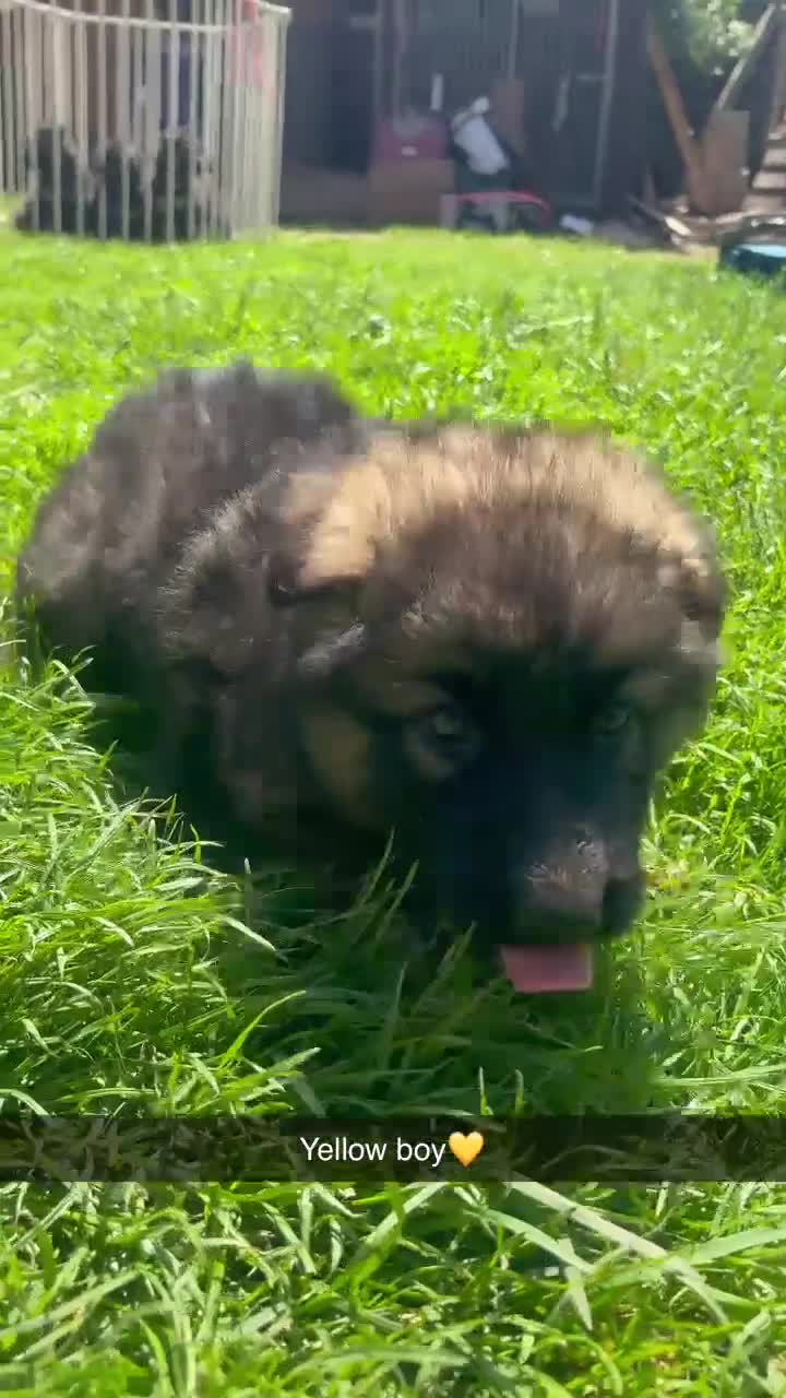 German Shepherd dogs for sale: Beautiful German Shepherd puppies for sale - Video 3