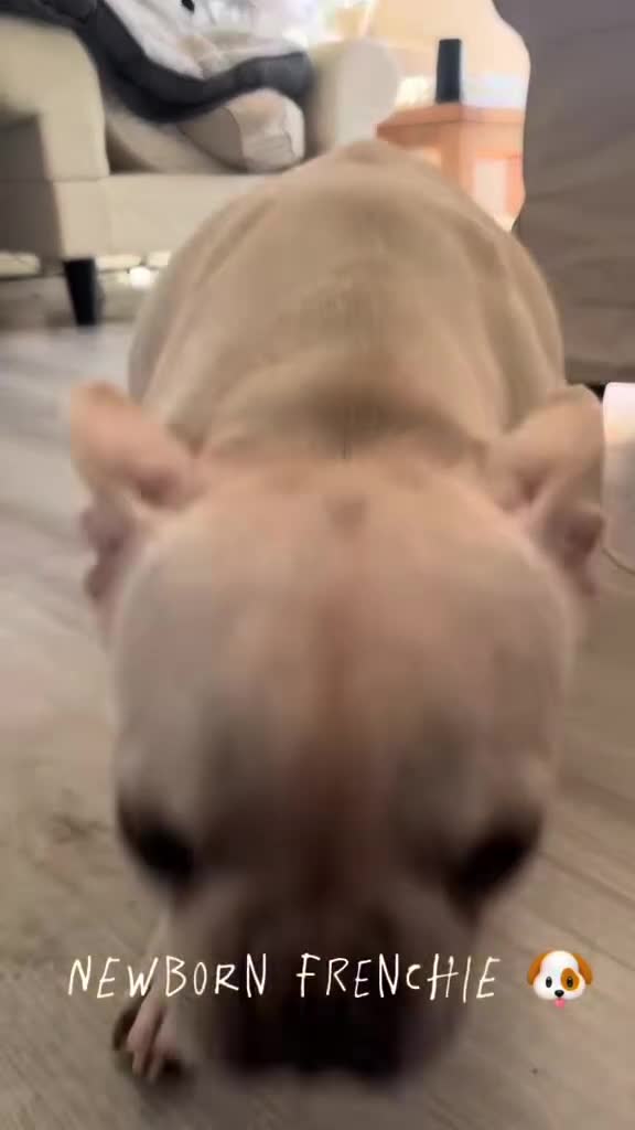 French Bulldog dogs for sale: KC French Bulldog Puppies Lilac, Black Tan, Fawn - Video 1