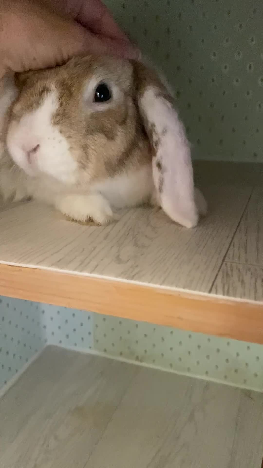 Mini Lop rabbits for sale: (Pending Collection 21/11) Sweet Mini Lop Boy 3 yr - Video 1