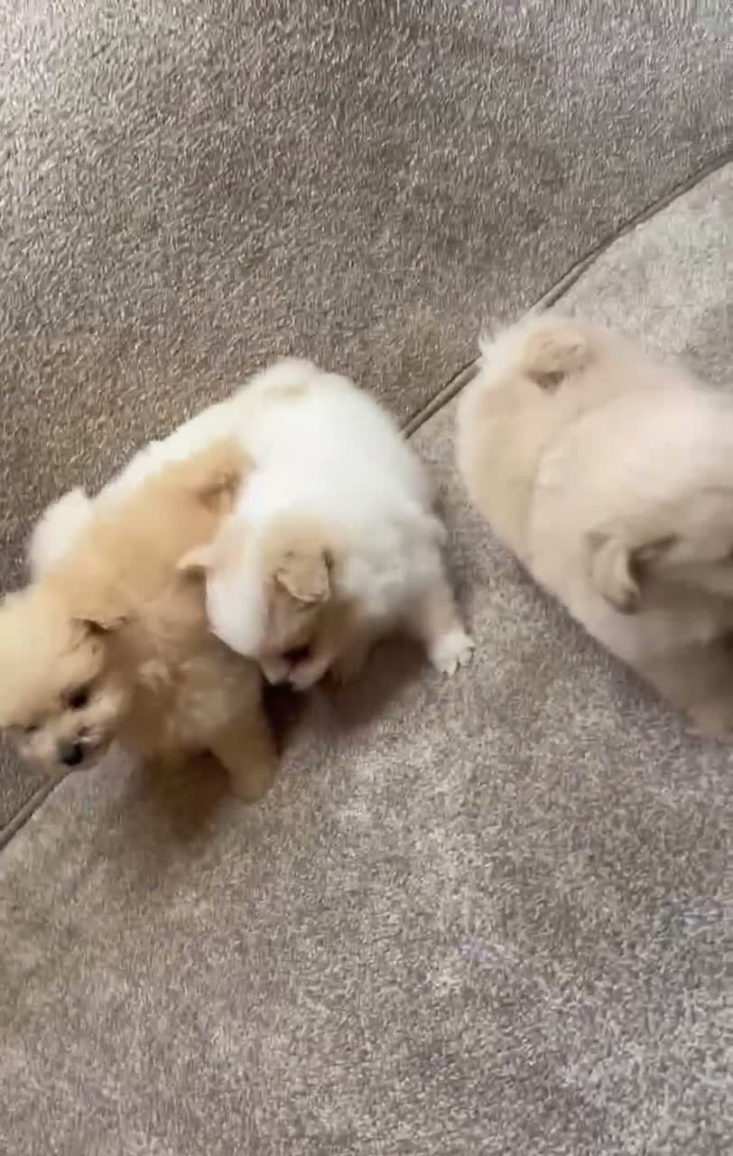 Pomapoo puppies for sale in Accrington | Pets4Homes