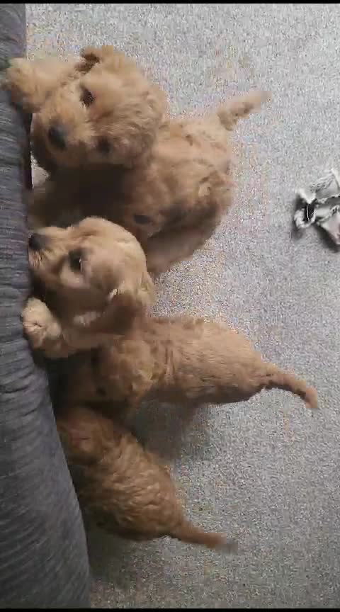 Cockapoo dogs for stud: **PROVEN**Beautiful Red F1 Cockapoo for Stud in Kilmarnock - Video 1