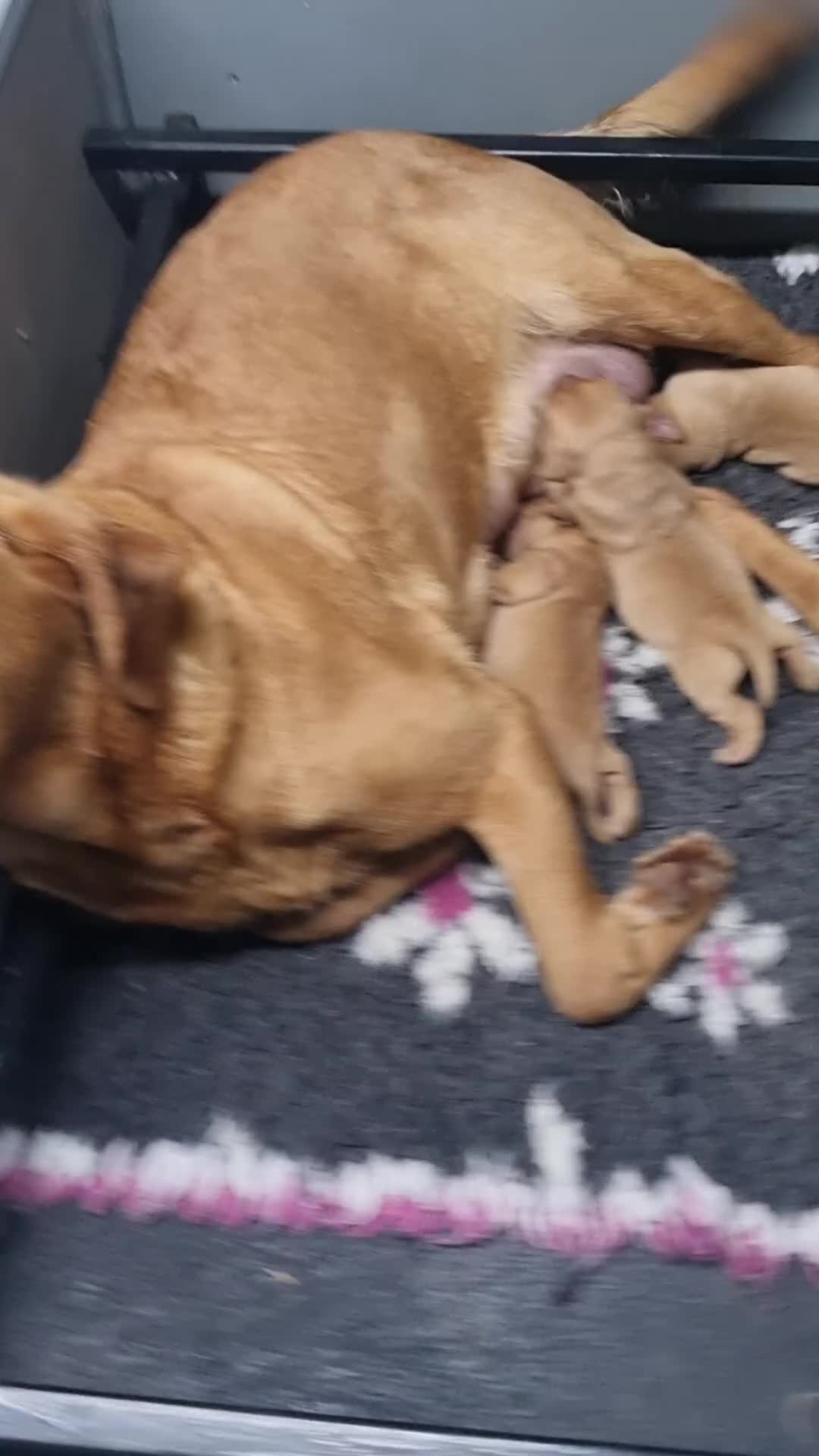 Labrador Retriever dogs for sale: KC Fox Red Labrador Puppies  - Video 1