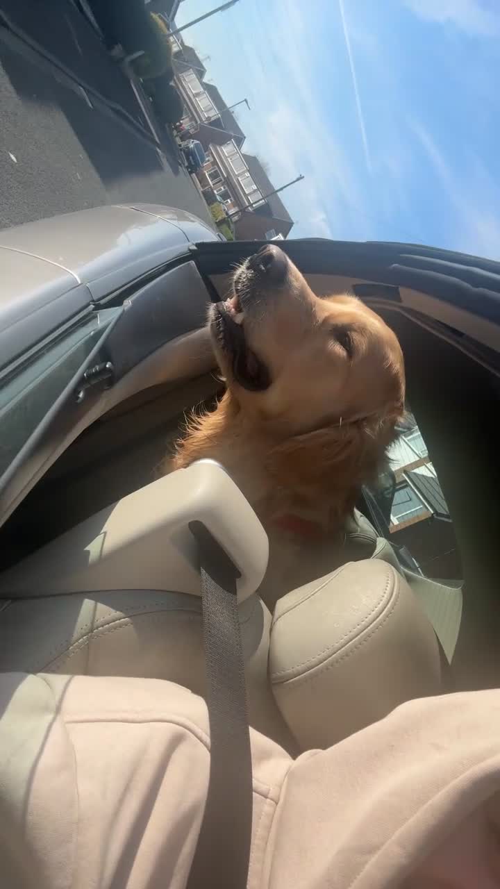 Golden Retriever dogs for stud: Bailey for stud  - Video 1