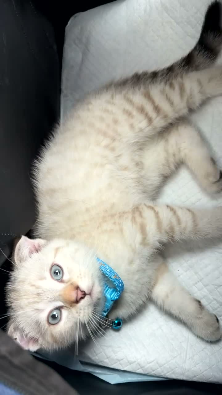 Scottish Fold cats for sale: Scottish Fold kitten  in London - Video 1