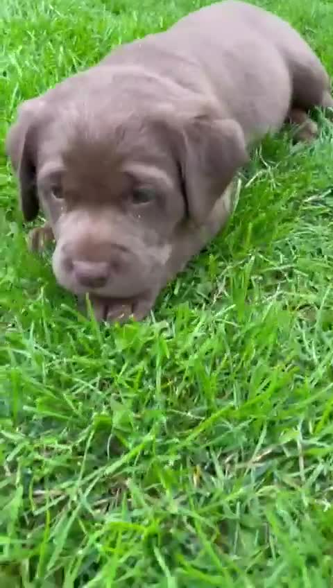 Labrador Retriever dogs for sale: 1 stunning boy left  - Video 1