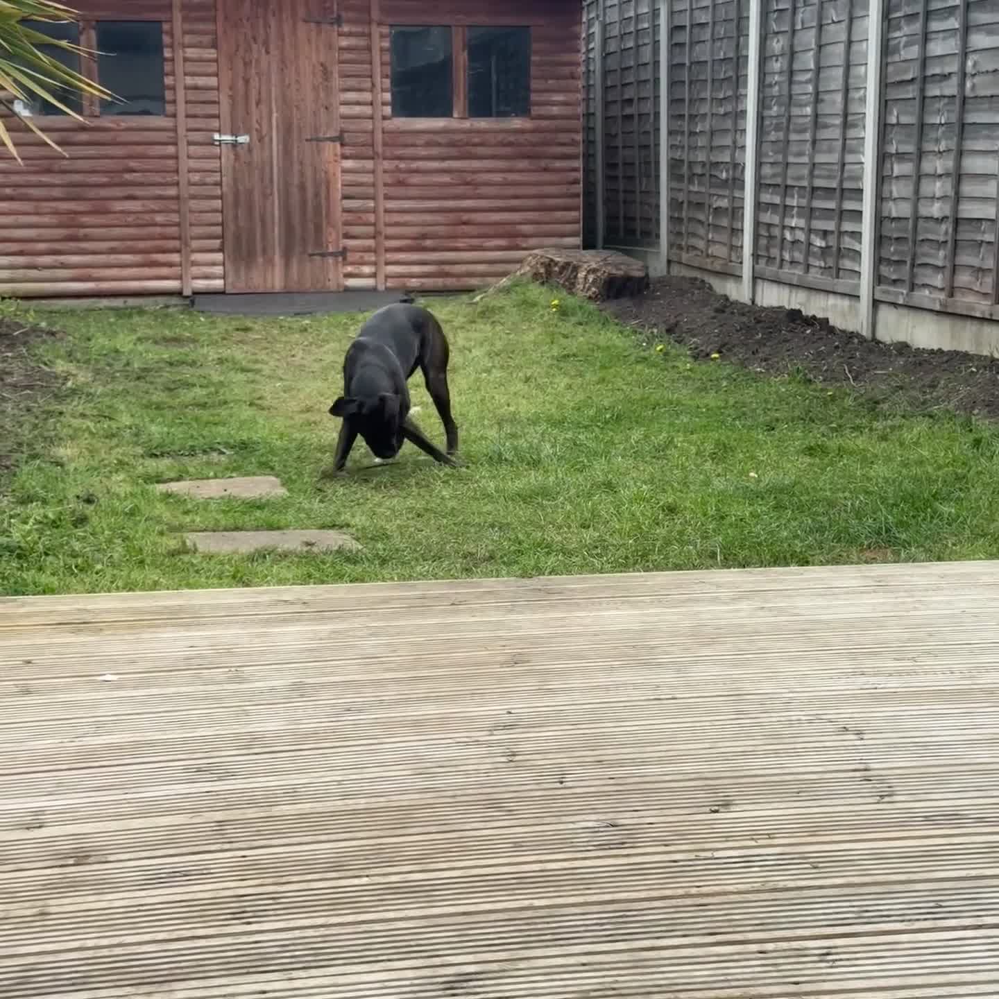 Boxer dogs for sale: Female boxer - Video 1