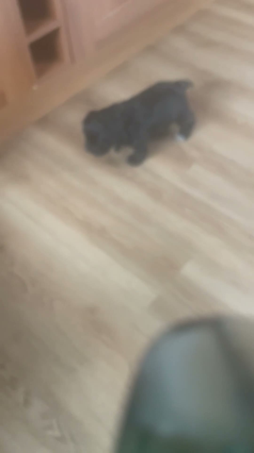 Cocker Spaniel dogs for sale: Working cocker spaniel  - Video 1