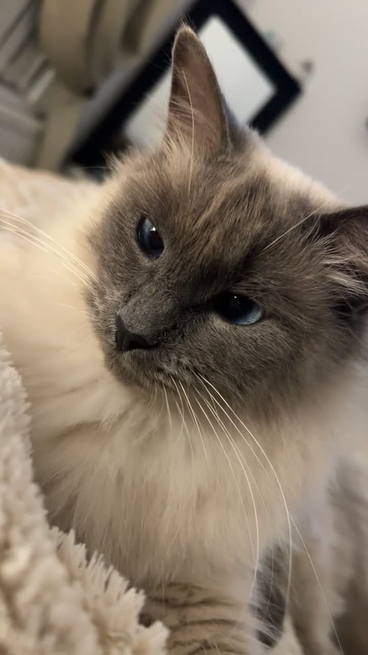 Ragdoll cats for sale: 2 year old female ragdoll in Abertillery - Video 1