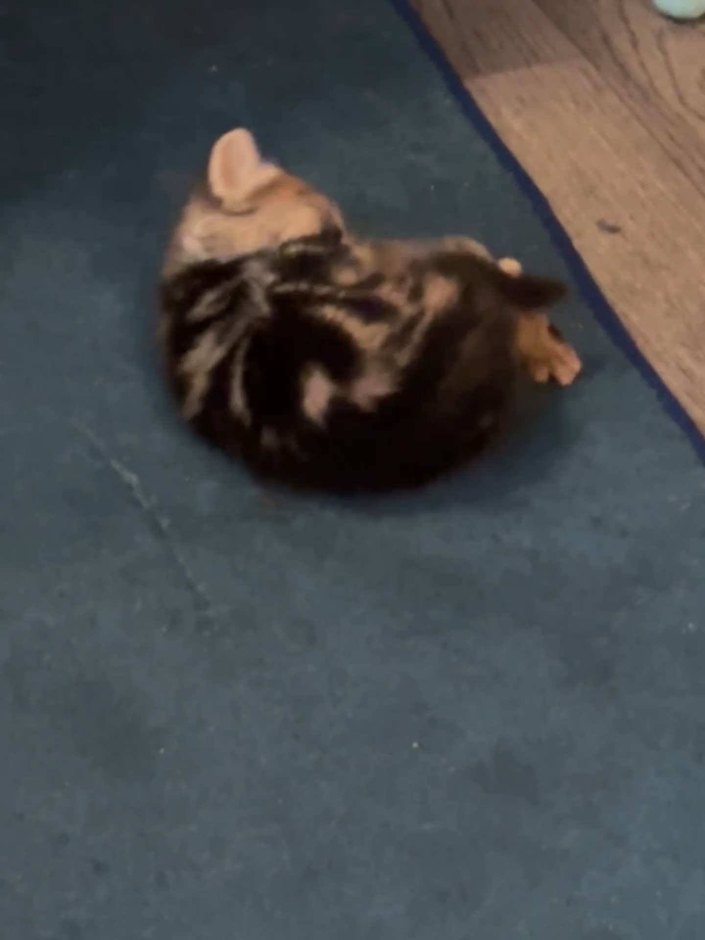 Mixed Breed cats for sale: Beautiful kittens looking for there forever homes  in Brentford - Video 3
