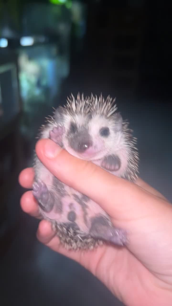 Pygmy Hedgehog rodents for sale: Gorgeous split face African Pygmy hedgehog - Video 5