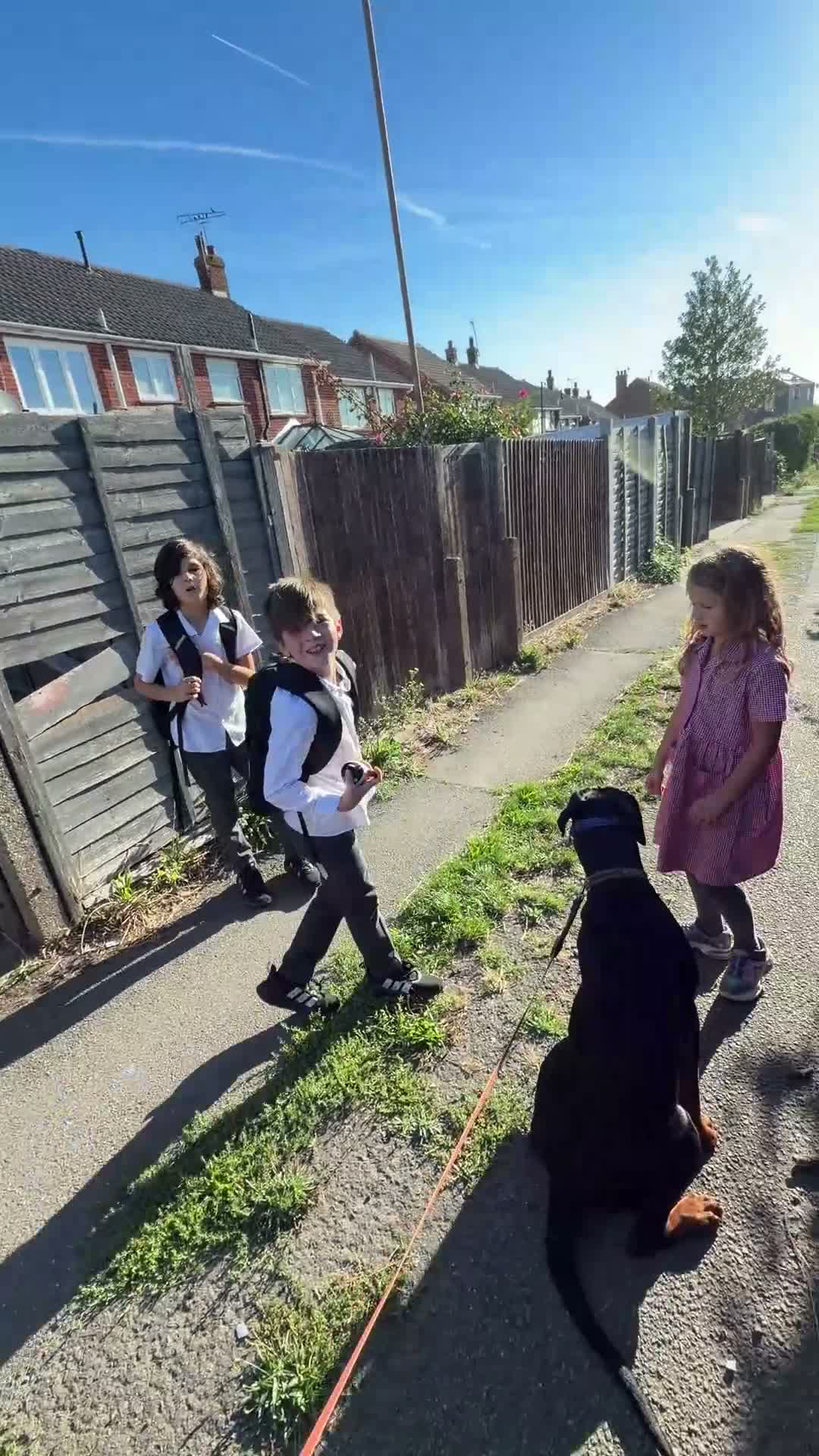 Dobermann dogs for sale: Doberman Caesar in Swanscombe - Video 1