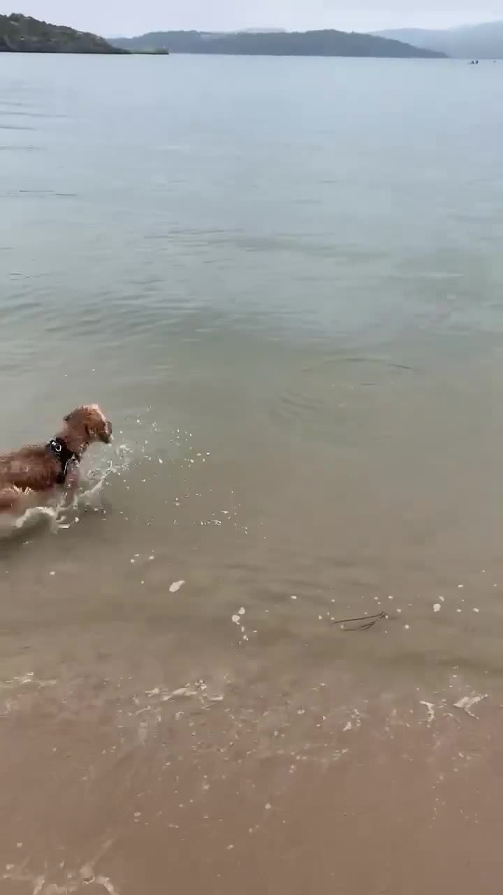 Cocker Spaniel dogs for sale: Beautiful KC Show Cocker girl DNA tested  - Video 2