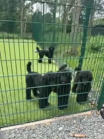 Standard Poodle dogs for sale: Black Standard Poodles in Chelmsford - Video 2