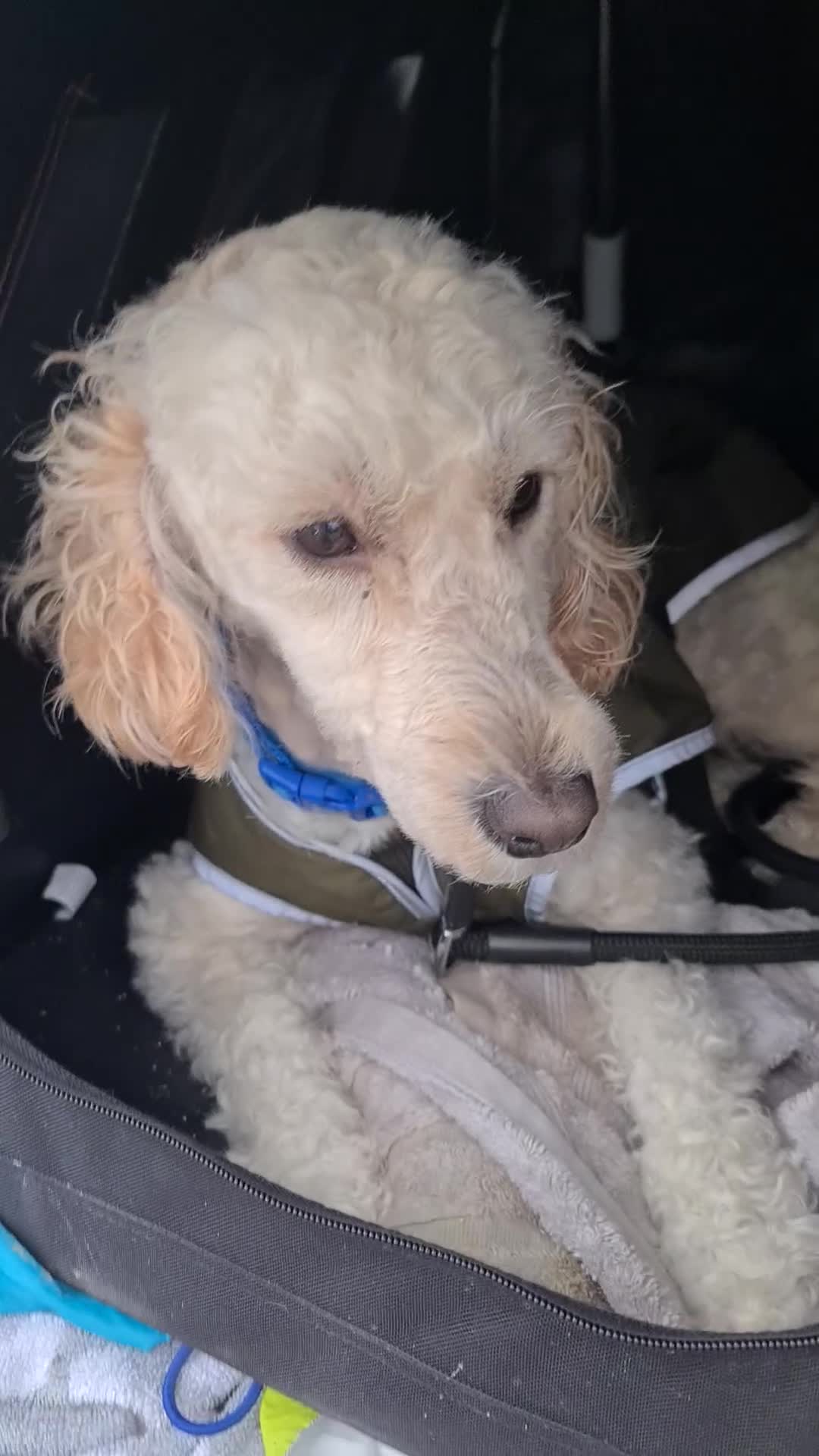 Cockapoo dogs for sale: Drew  - Video 1