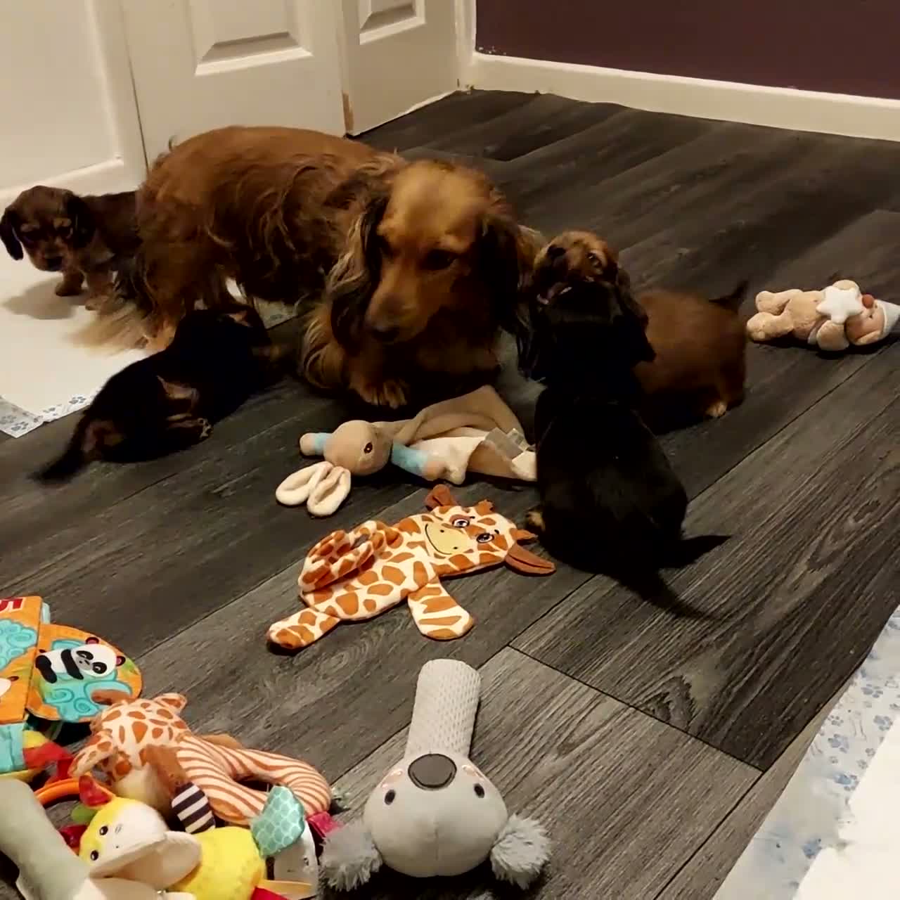 Miniature Dachshund dogs for sale: PEDIGREE MINI LONG HAIRED DACHSHUNDS PICS COMING in Manchester - Video 1