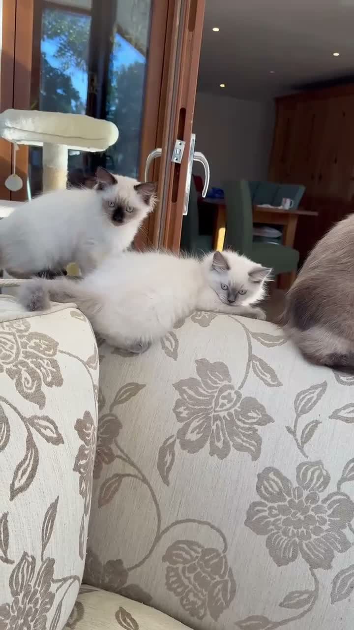 Ragdoll cats for sale: Adorable ragdoll kittens only two left - Video 1