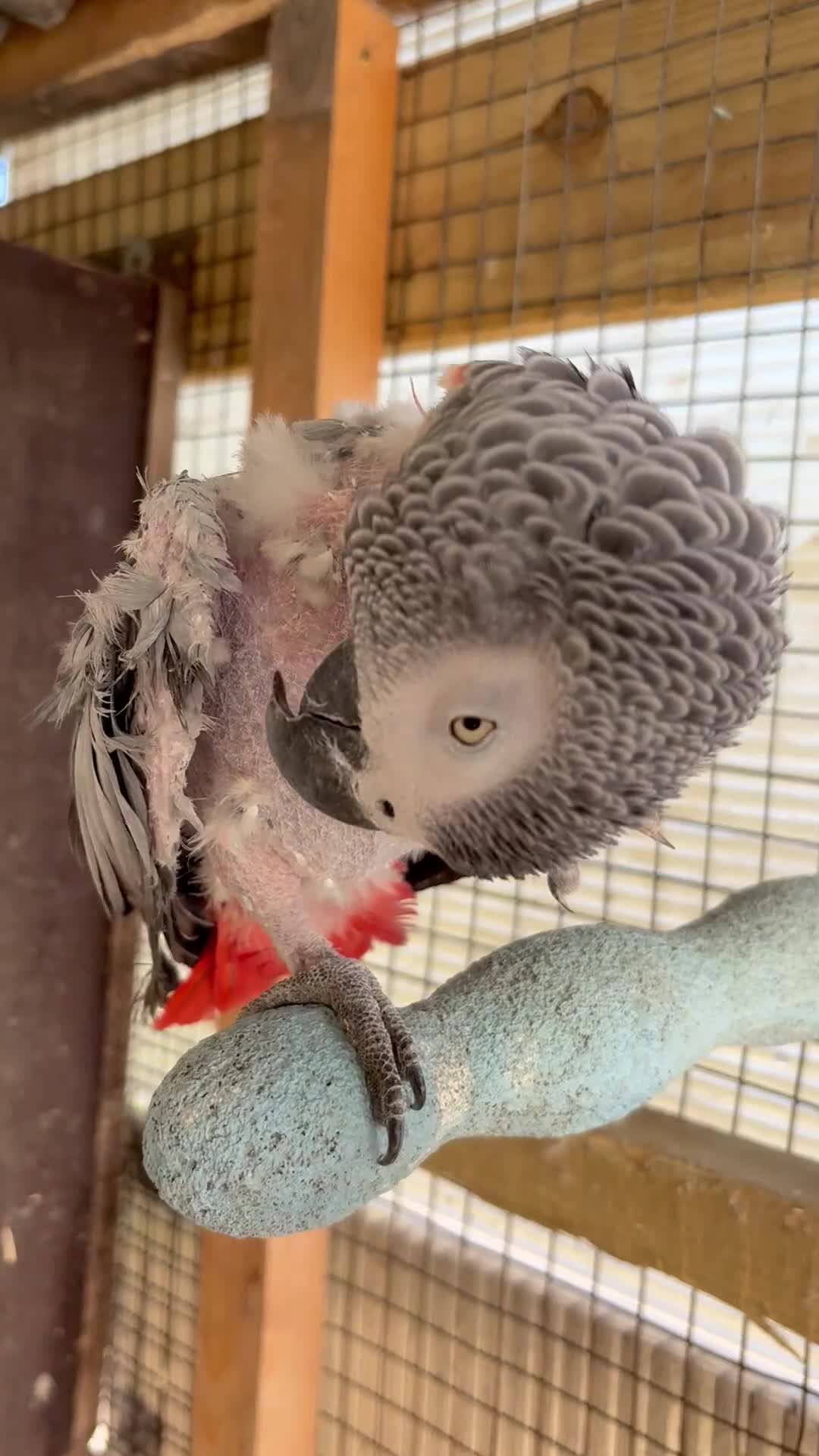 Parrots birds for sale: Parrot - Video 1