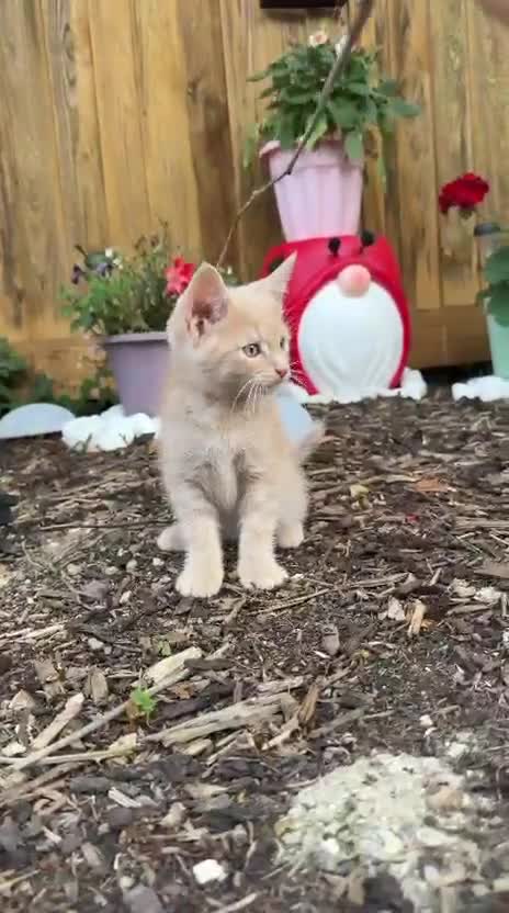 Maine Coon cats for sale: Beautiful Ginger Kitten Boy – Ready for New Home - Video 1