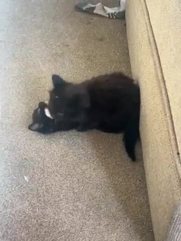 Mixed Breed cats for sale: Kittens  - Video 1