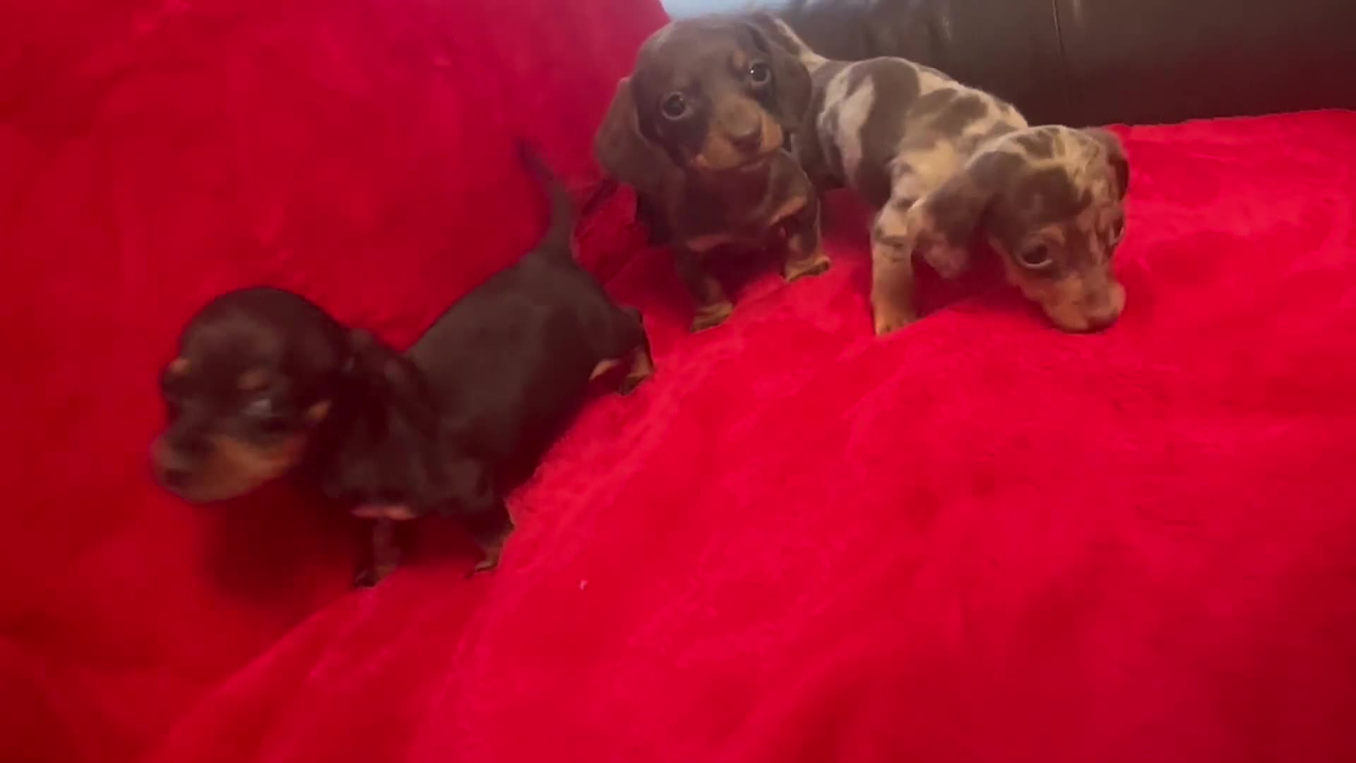 Miniature Dachshund dogs for sale: 3 Mini Minature Dachshunds - Video 3