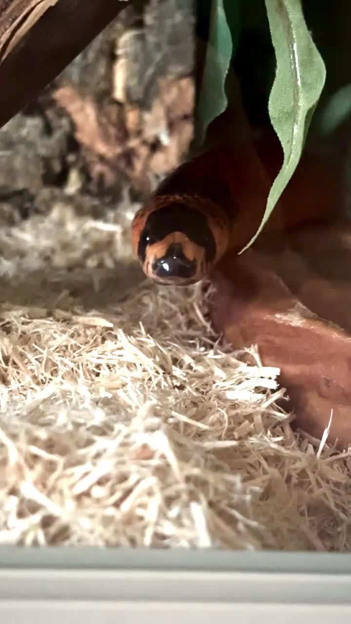 Milk Snake reptiles for sale: Fully grown Honduran milk snake  - Video 1