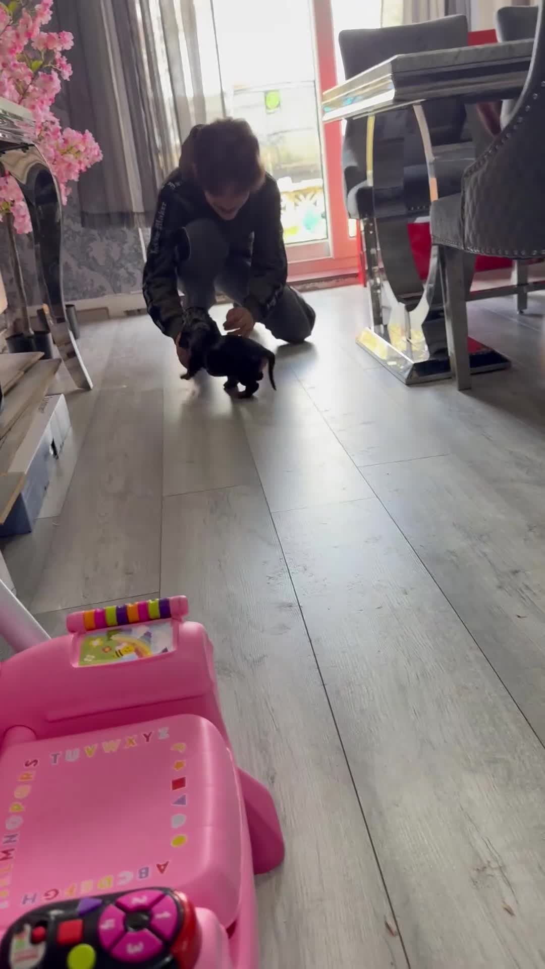 Miniature Dachshund dogs for sale: For sale 3 miniature dashund puppy  - Video 1