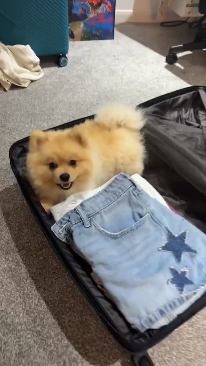 Pomeranian dogs for sale: Milo the Pom (please read description) - Video 2
