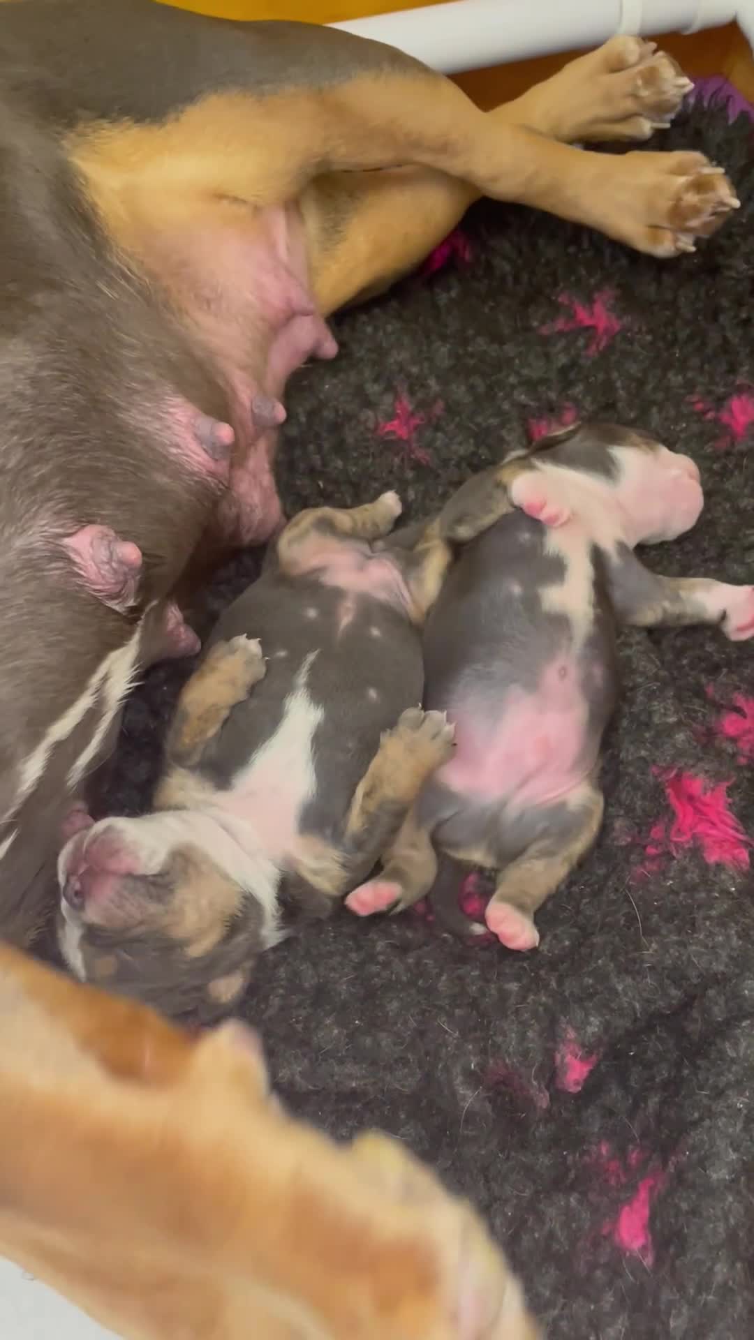 Olde English Bulldogge dogs for sale: STUNNING OLDE ENGLISH BULLDOG - Video 1