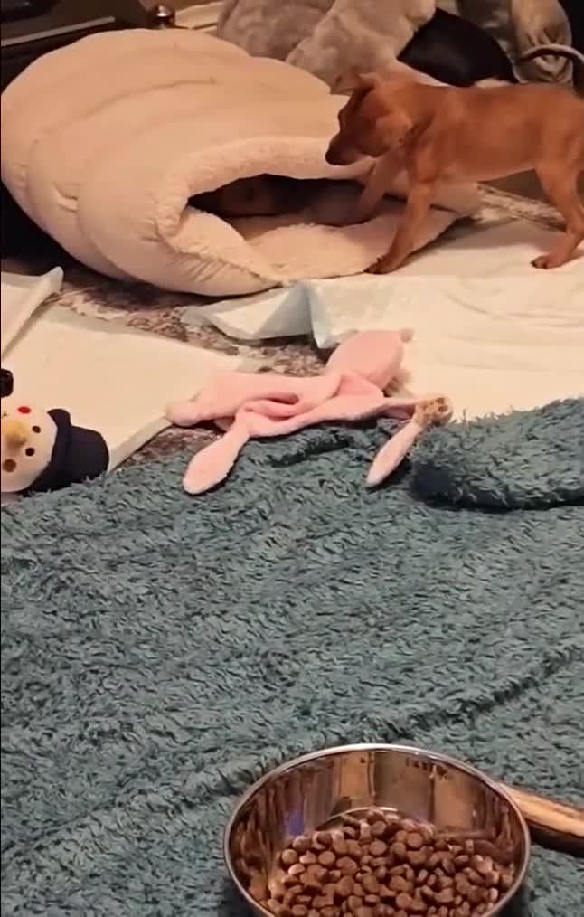 Miniature Pinscher dogs for sale: Lovely red boy ready for loving home in Edinburgh - Video 2