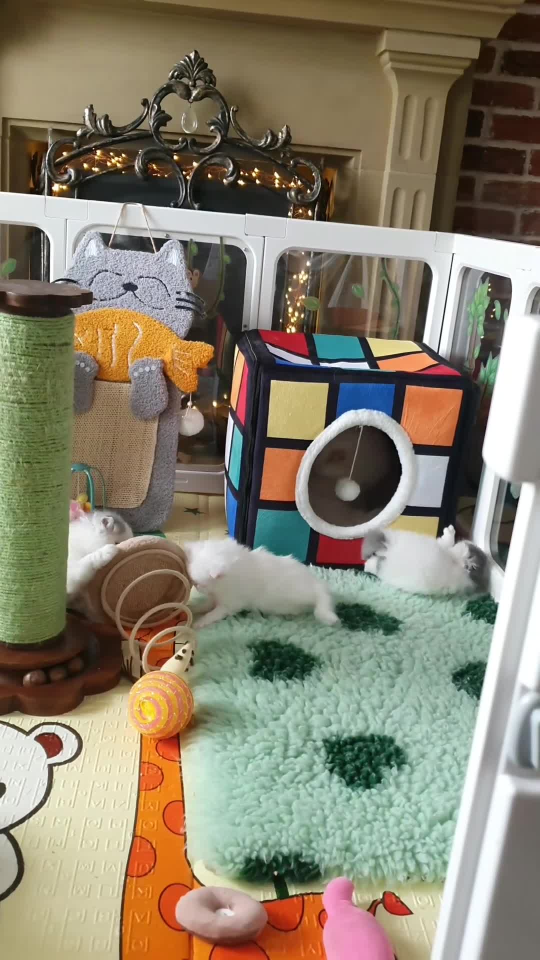 Persian cats for sale: GCCF pure breed Persian Kittens 😸  - Video 1