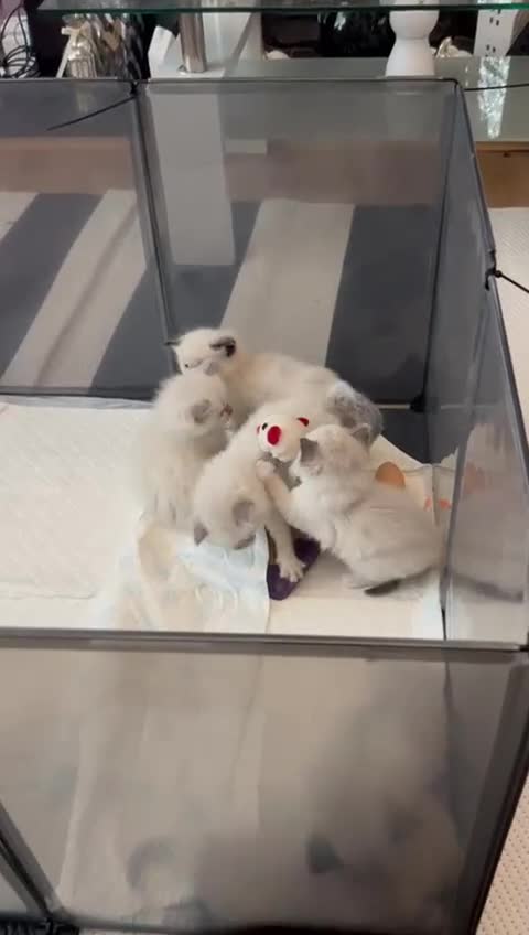 Ragdoll cats for sale: Purebred Ragdoll kittens, blue, seal, Lynx mitted - Video 1