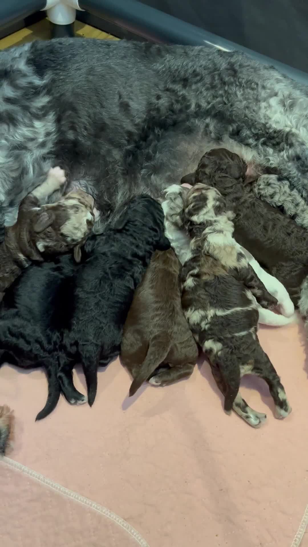 Miniature Poodle dogs for stud: MOYEN POODLE CROSS - IDEAL FOR DOODLE PUPPIES - Video 1