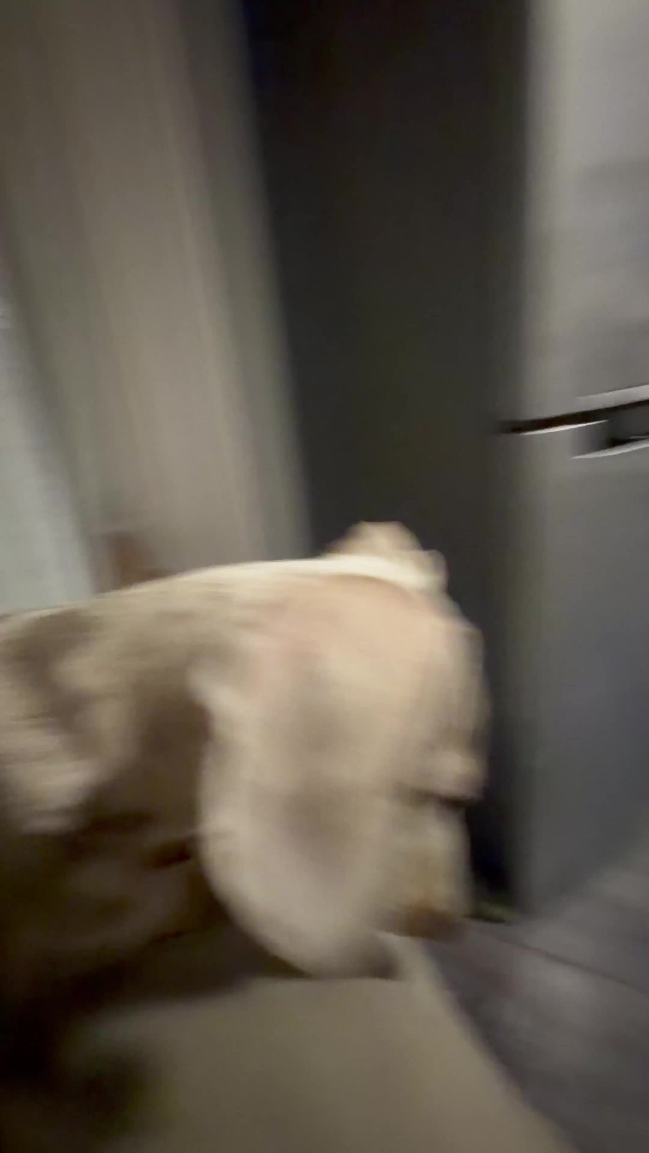 Miniature Dachshund dogs for sale: Mini dachshund  in Folkestone - Video 1