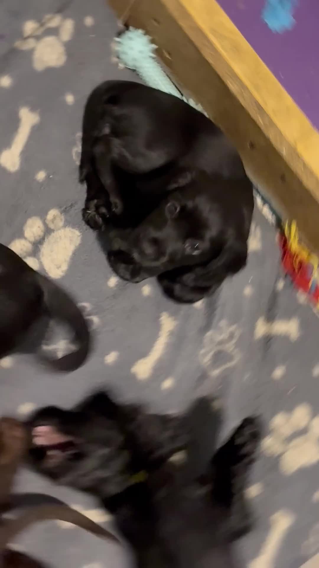 Cocker Spaniel dogs for sale: Cocker Spaniels puppies READY NOW - Video 1