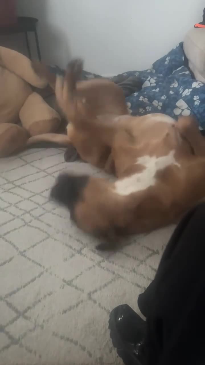 Bullmastiff dogs for sale: Mastiff - Video 1