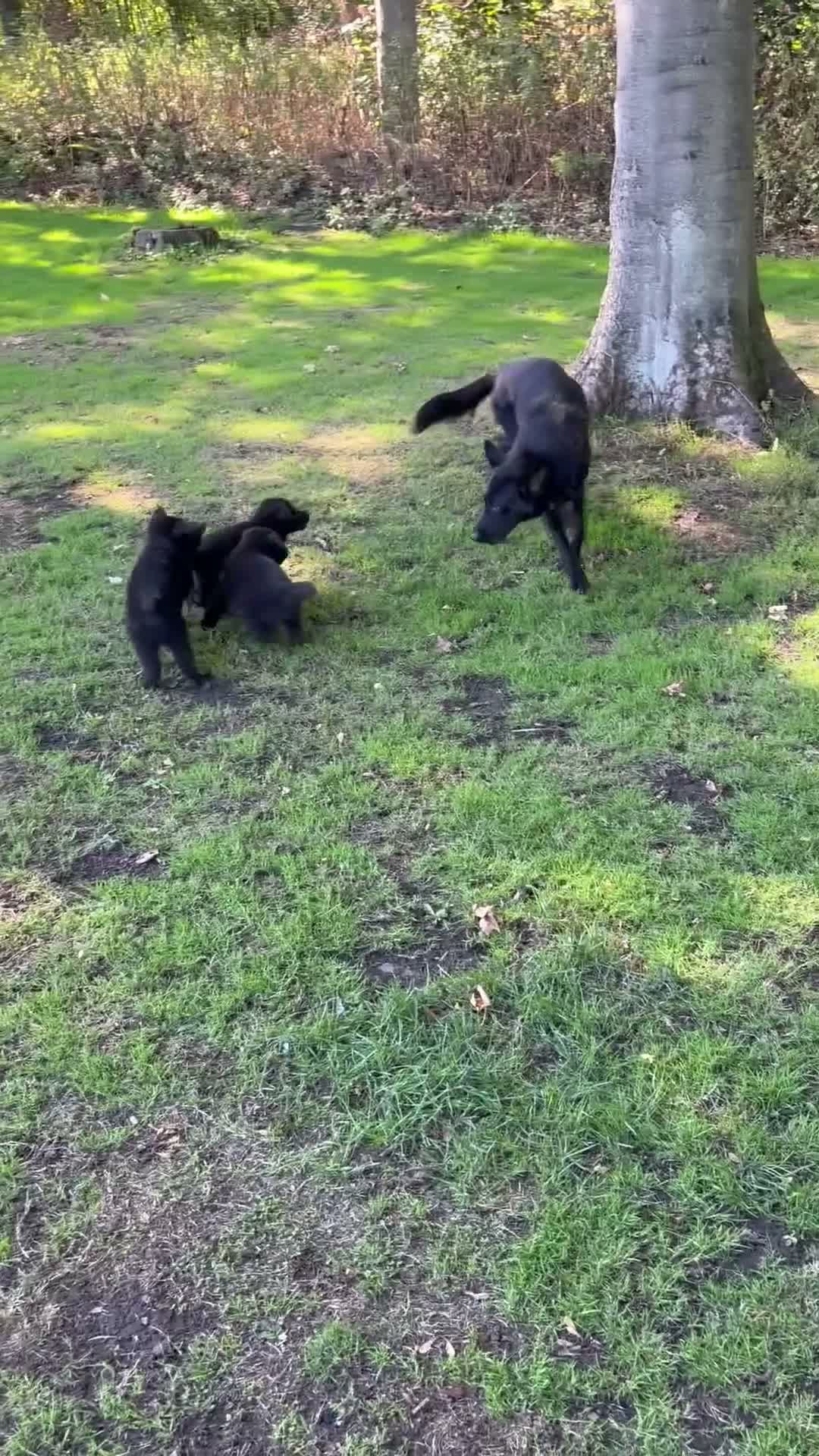 German Shepherd dogs for sale: Female German shepherd  - Video 1