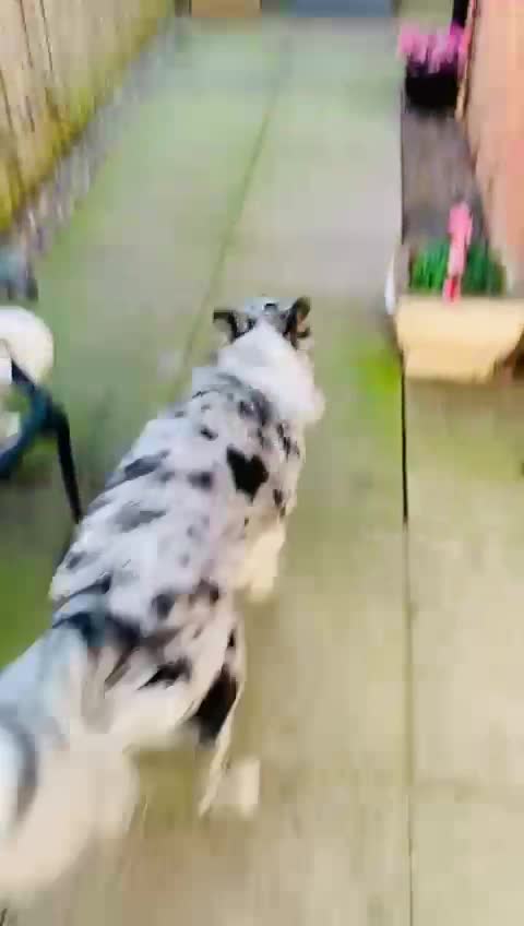 Border Collie dogs for stud: PROVEN! STUD ONLY! Stunning Merle Border Collie. in Coventry - Video 2