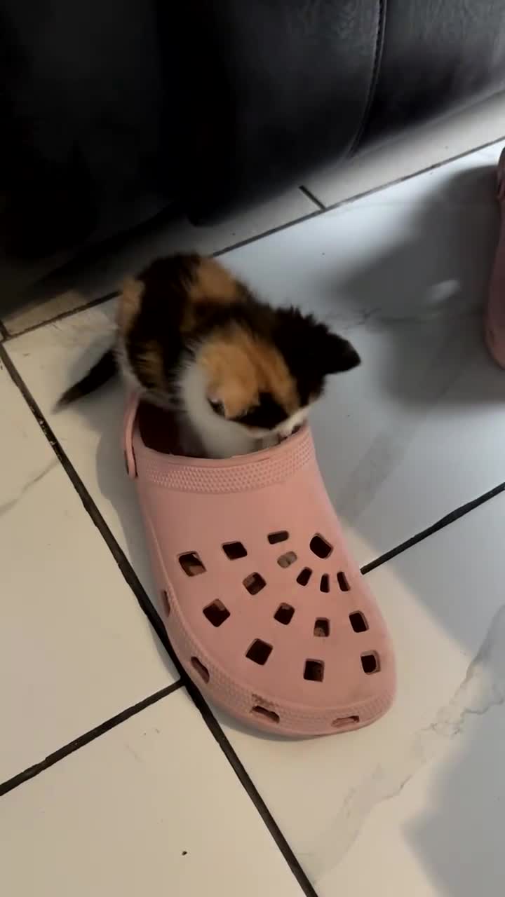 Mixed Breed cats for sale: Cute Kittens for sale - Video 1
