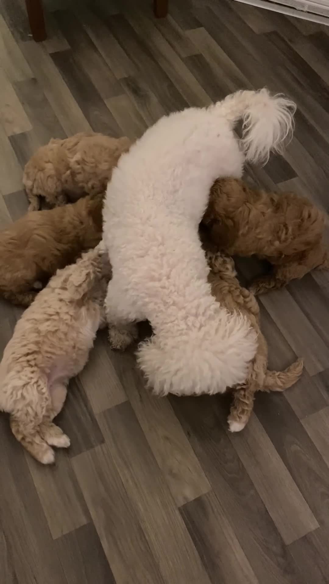 Poochon dogs for stud: Baloo - Video 1